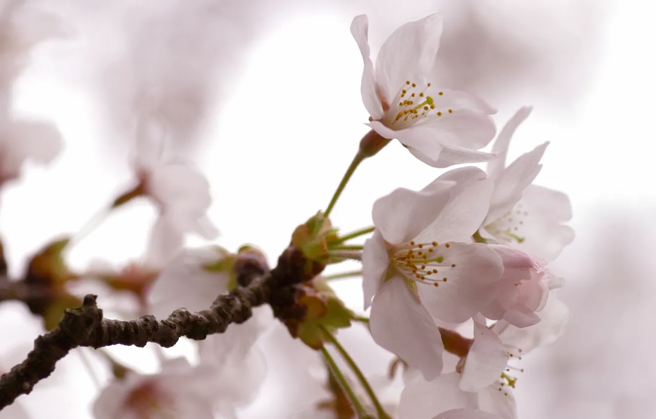 Фото обои дерево, весна, цветки