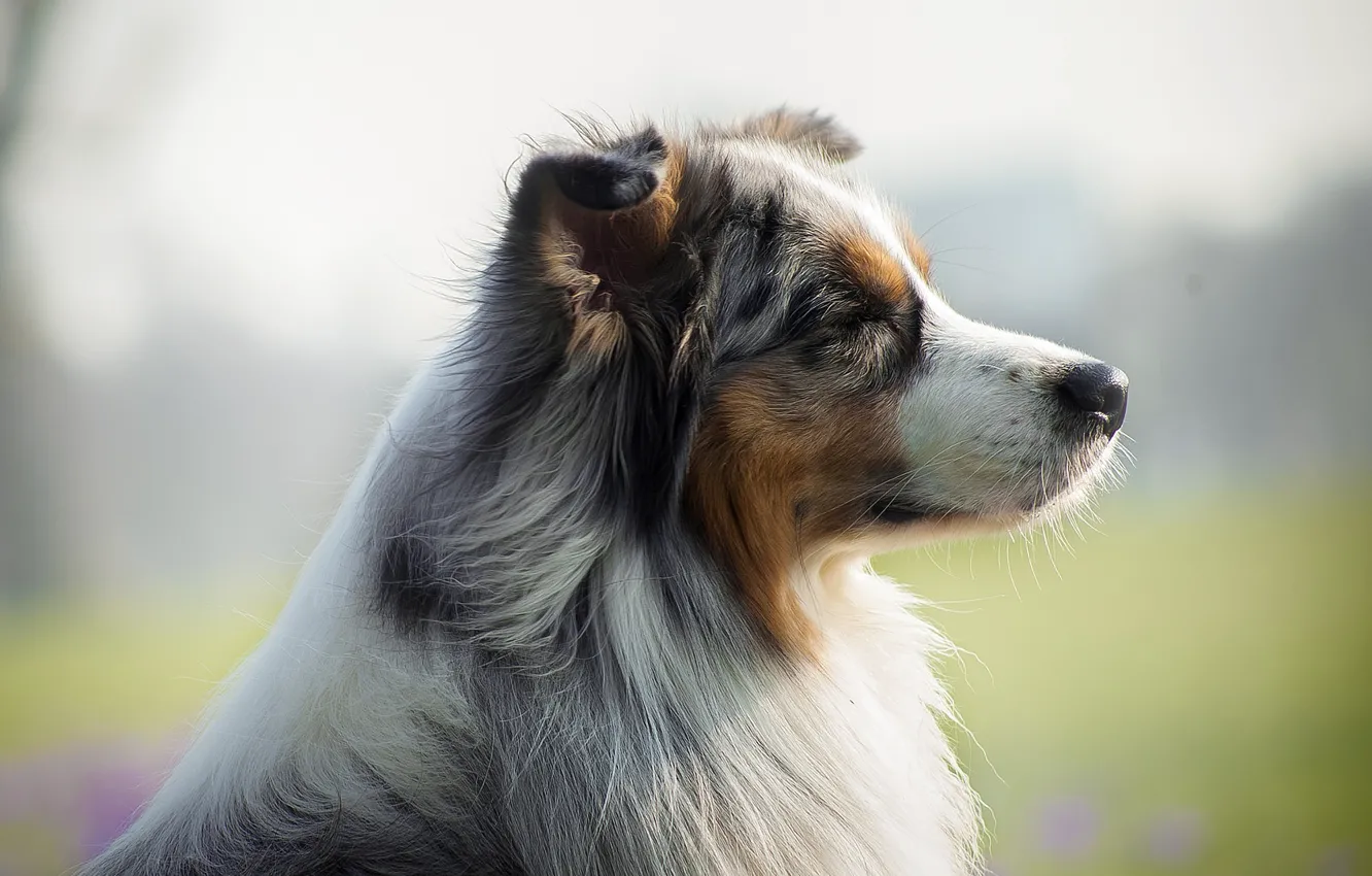 Фото обои Dog, Look, Australian shepherd, Each