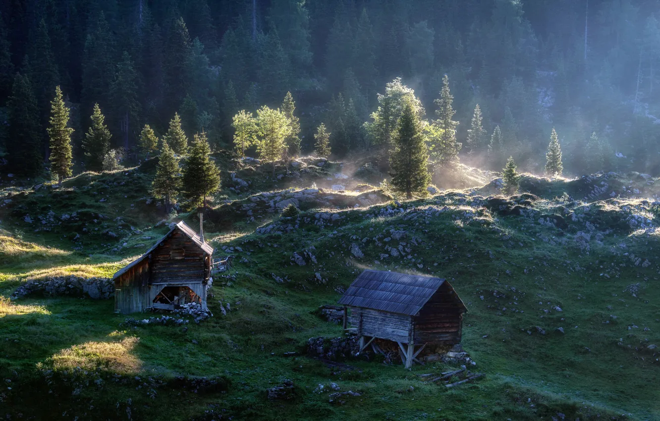 Фото обои лес, туман, утро, домики