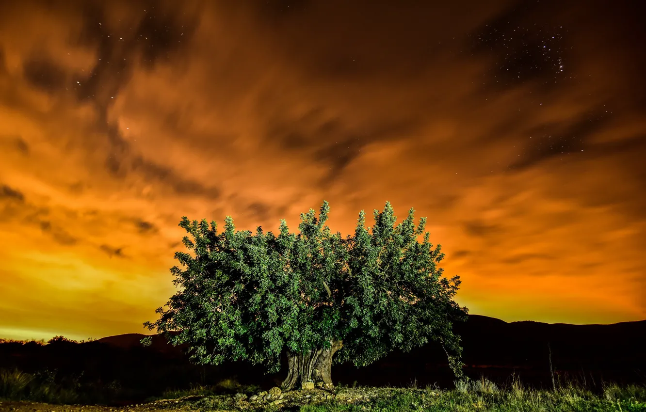 Фото обои ночь, природа, дерево