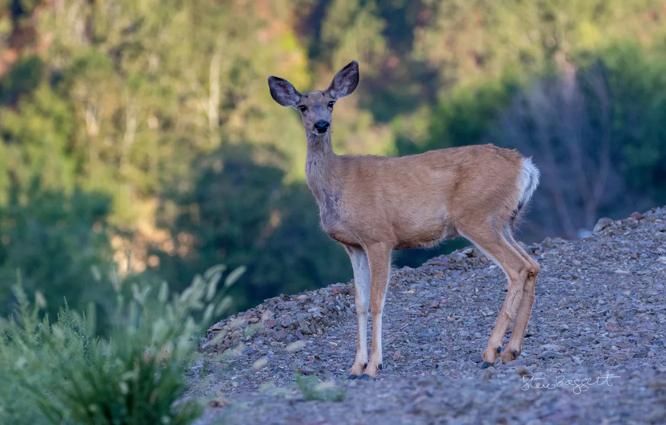 Фото обои взгляд, деревья, камни, склон, Oh Deer