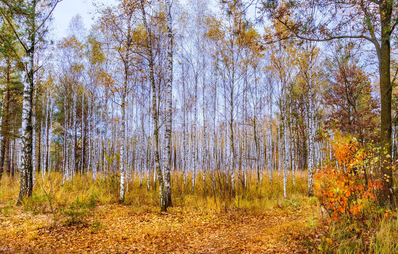 Фото обои осень, лес, деревья, листва, березы, листопад, роща, кусты