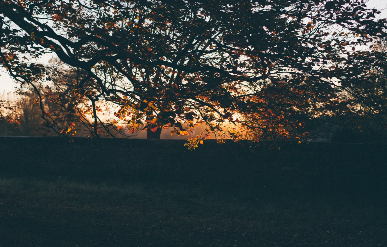 Фото обои осень, листья, закат, дерево
