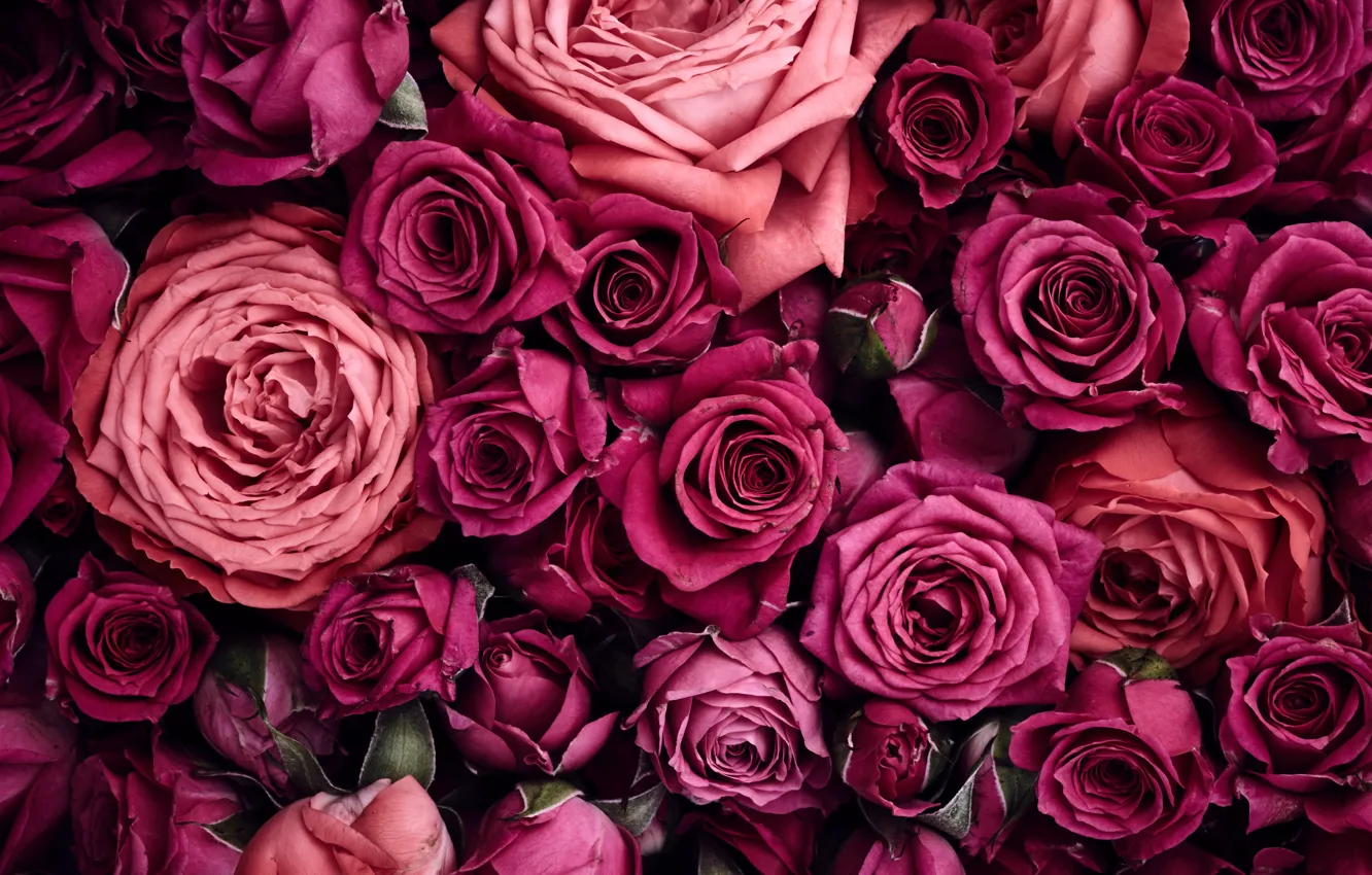 Фото обои цветы, фон, розы, розовые, pink, flowers, beautiful, background