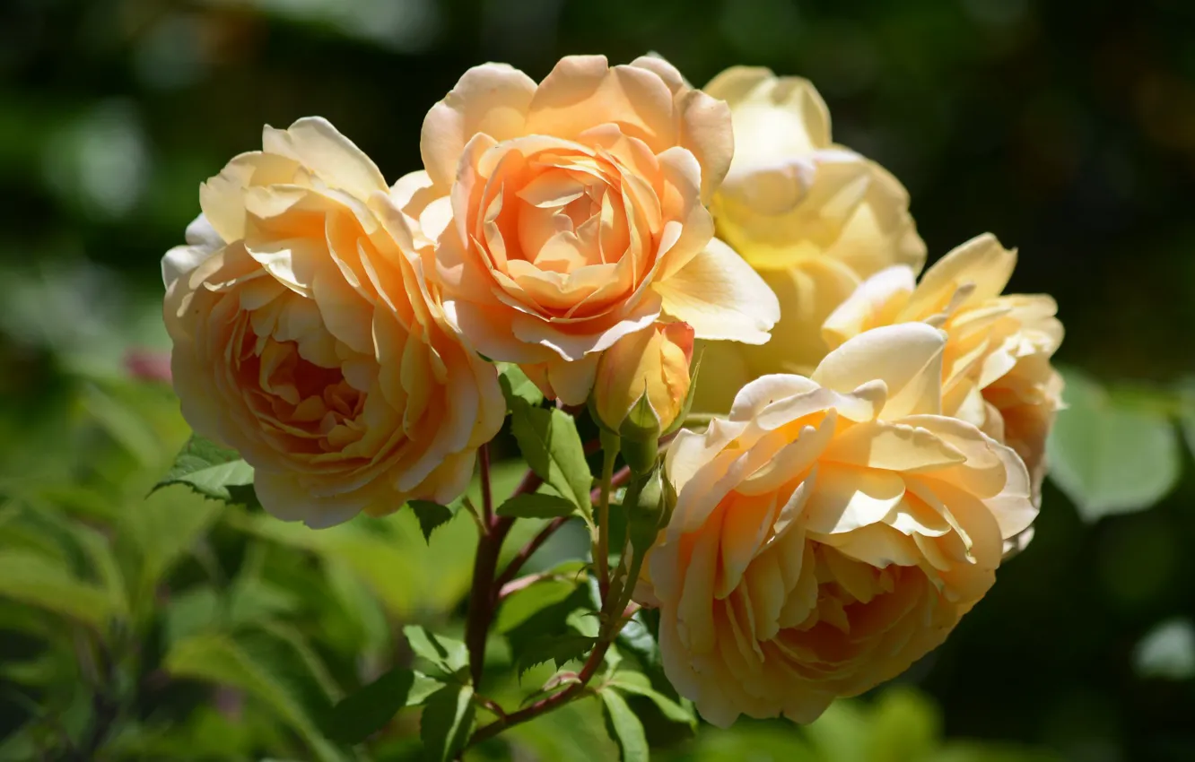 Фото обои макро, розы, лепестки, жёлтые розы