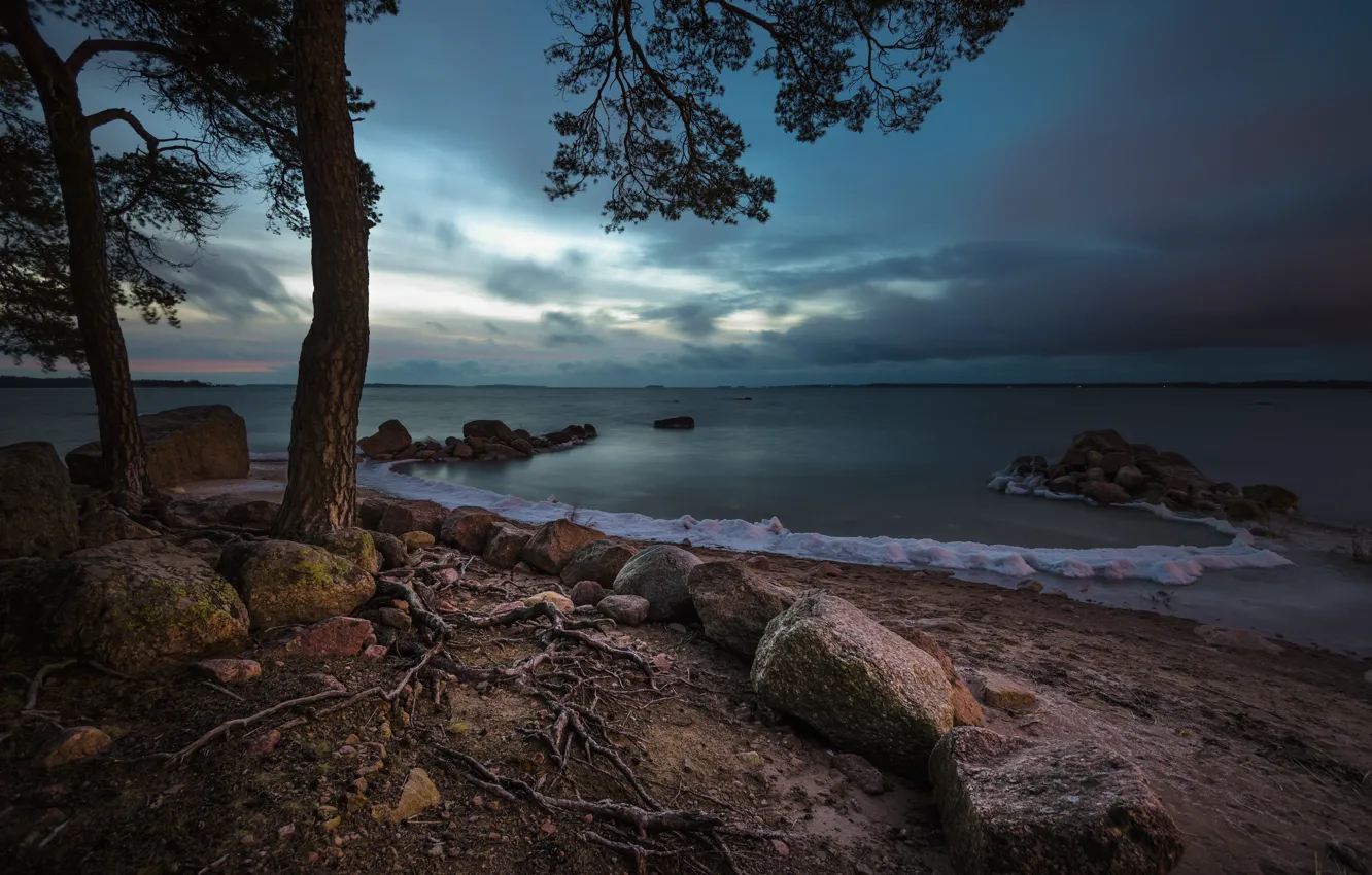 Фото обои море, деревья, корни, камни, побережье, залив, сосны, Финляндия