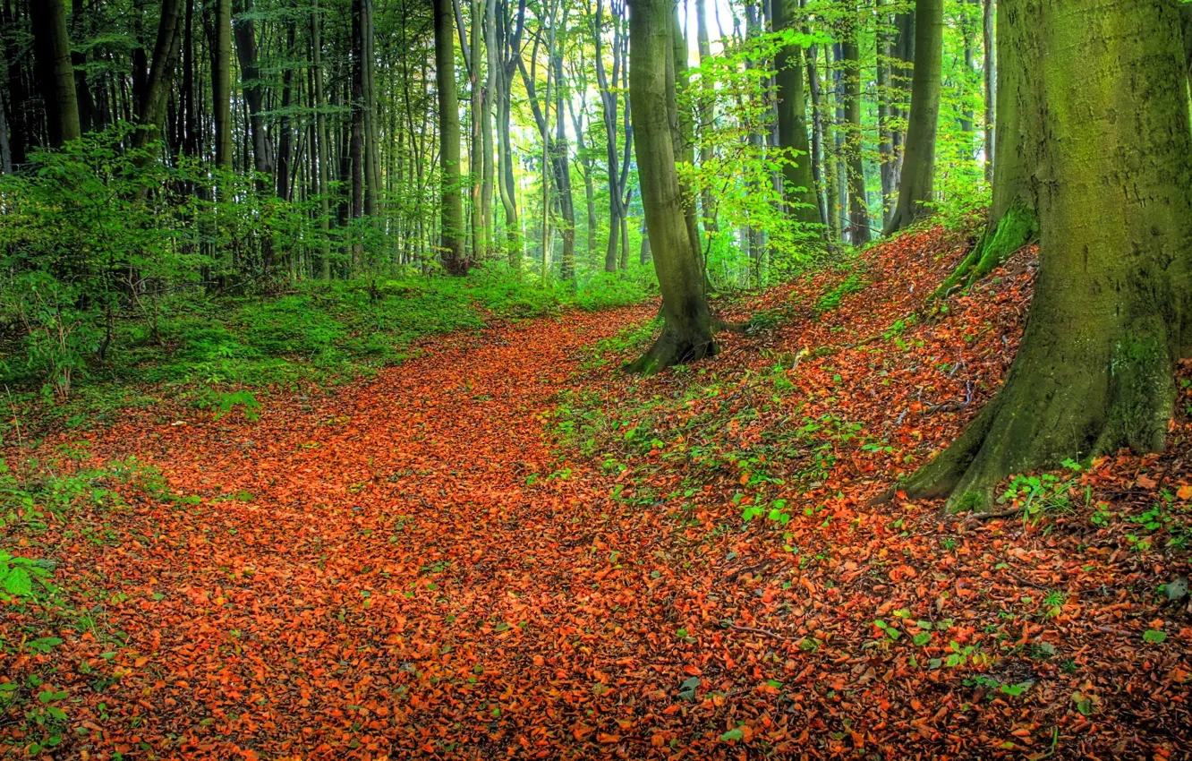 Фото обои green, grass, forest, road, trees, nature, Autumn, leaves