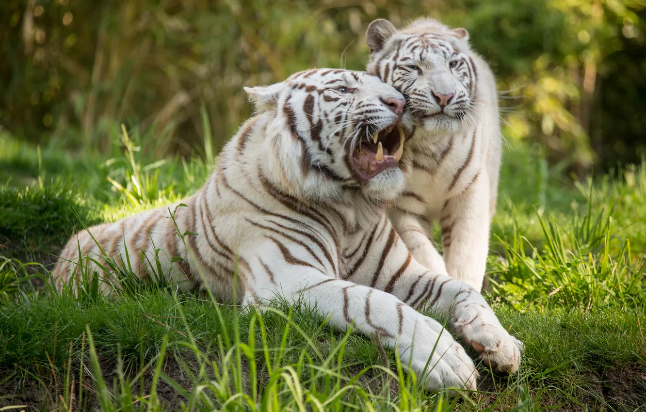 Фото обои кошка, трава, пара, оскал, белый тигр