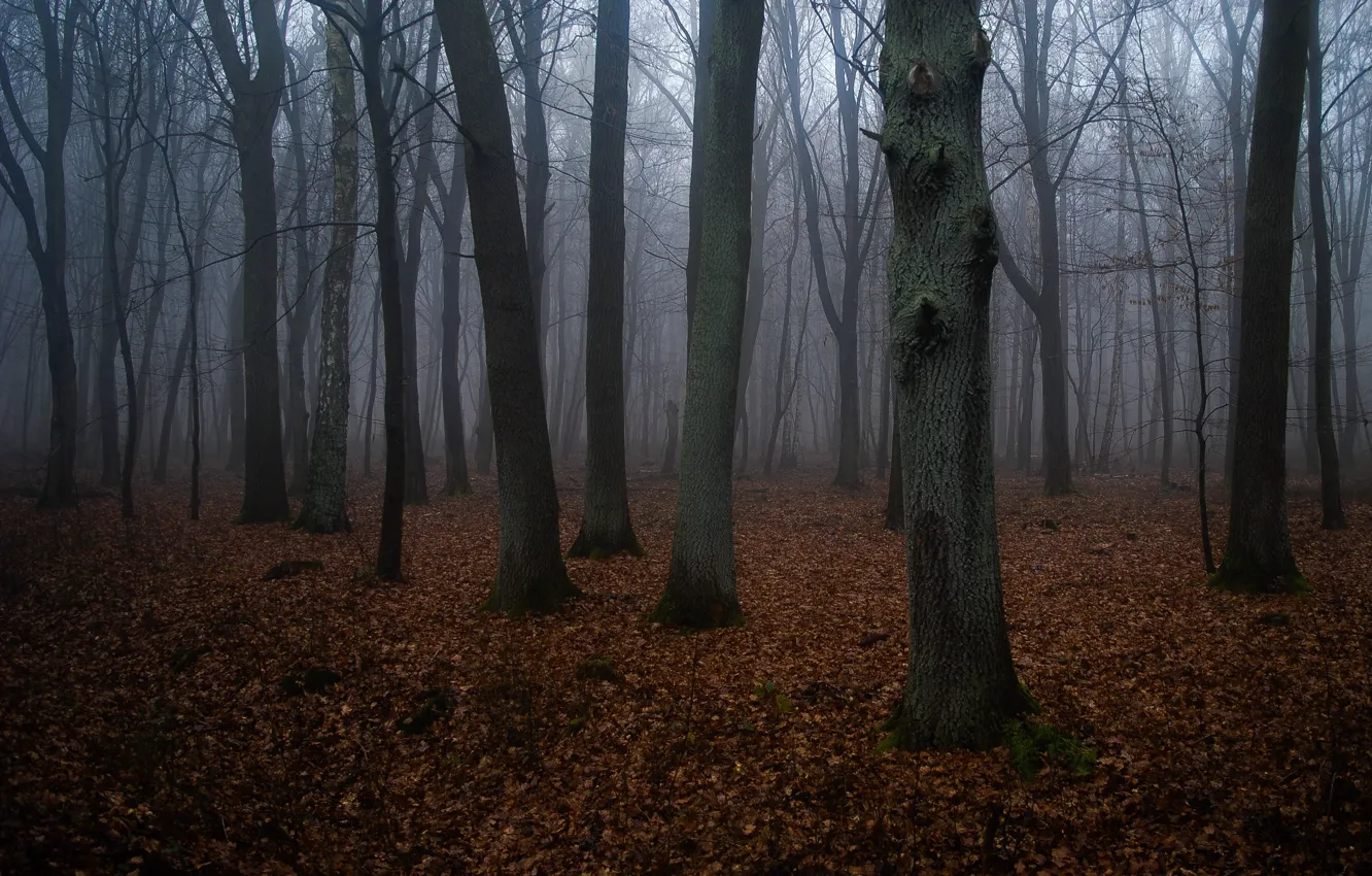 Фото обои лес, деревья, природа, туман, Gerlinde Dumke