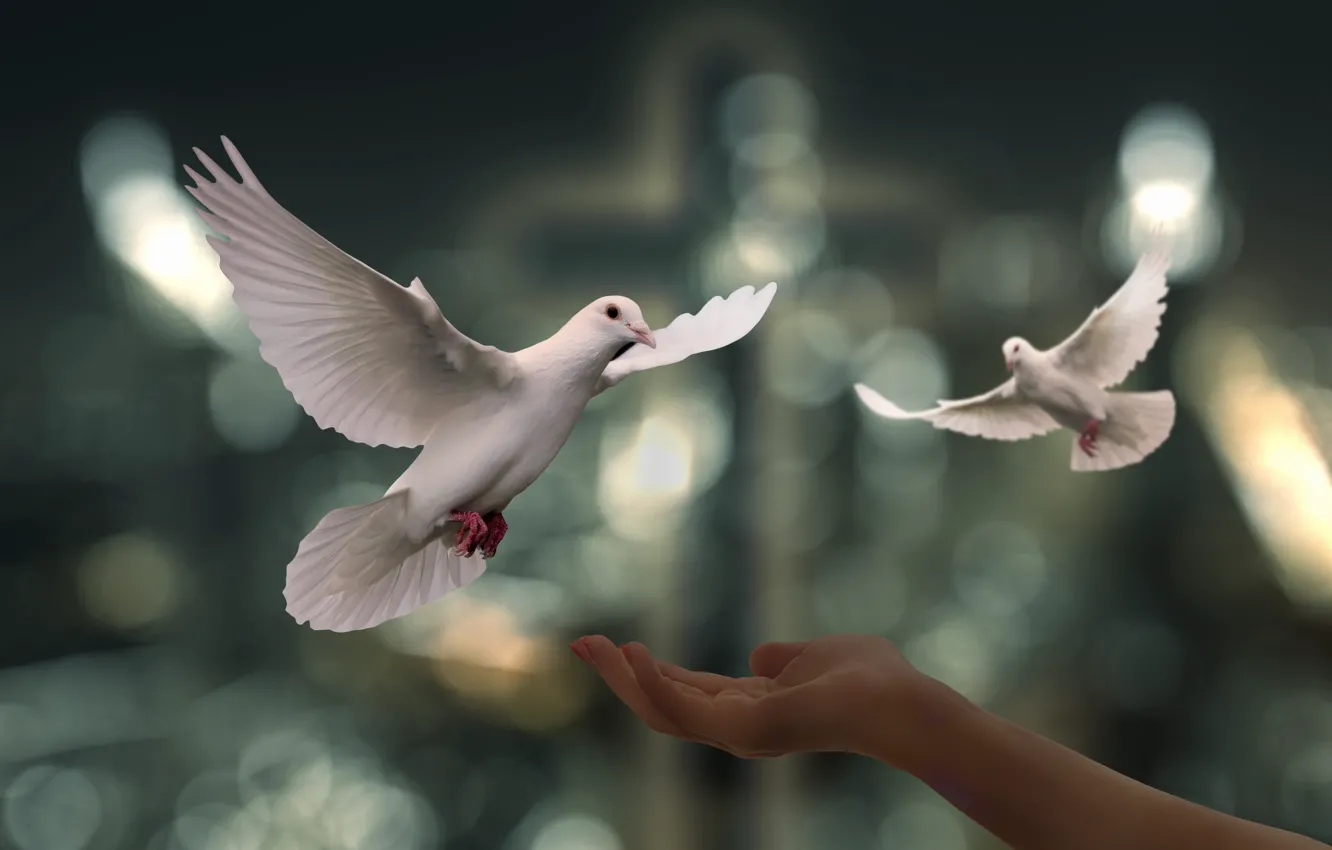 Фото обои белый, свет, полет, рендеринг, птица, доброта, голубь, рука