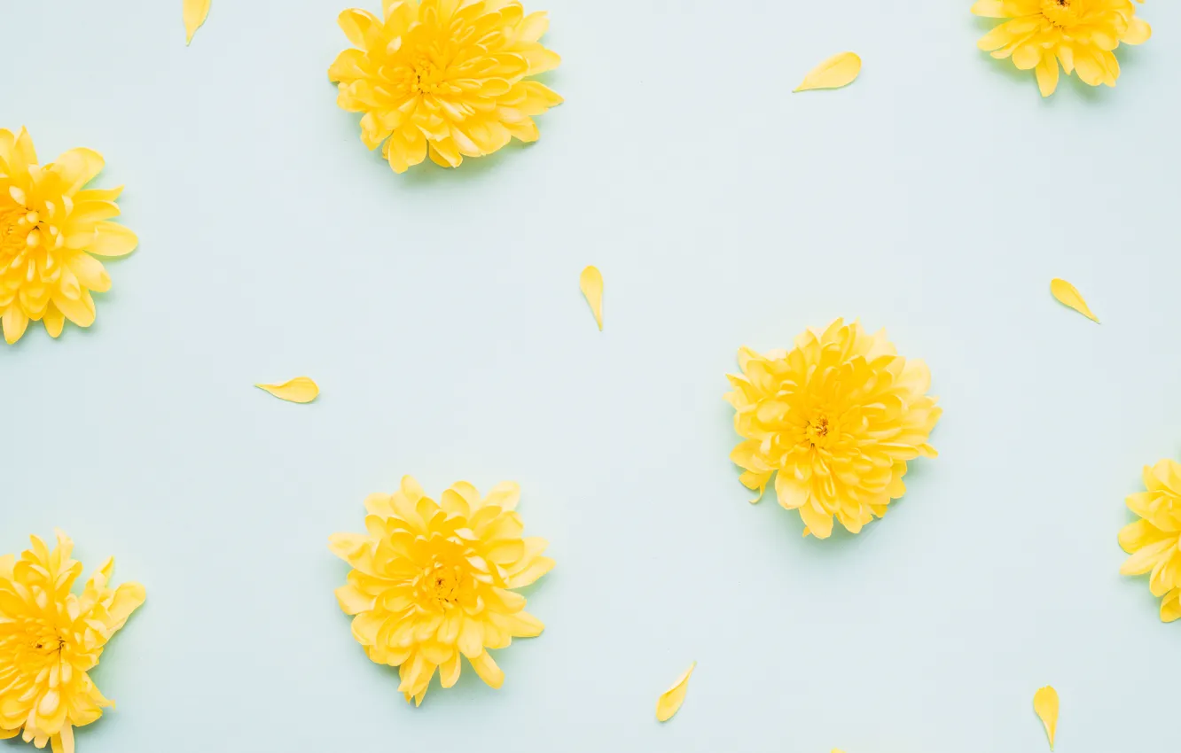 Фото обои цветы, желтый, лепестки, Хризантемы