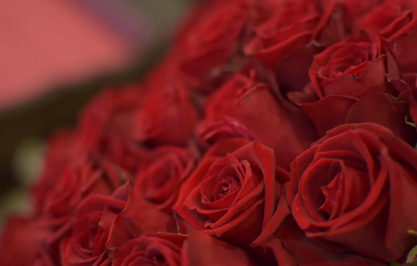 Фото обои макро, розы, букет, бутоны, красные розы