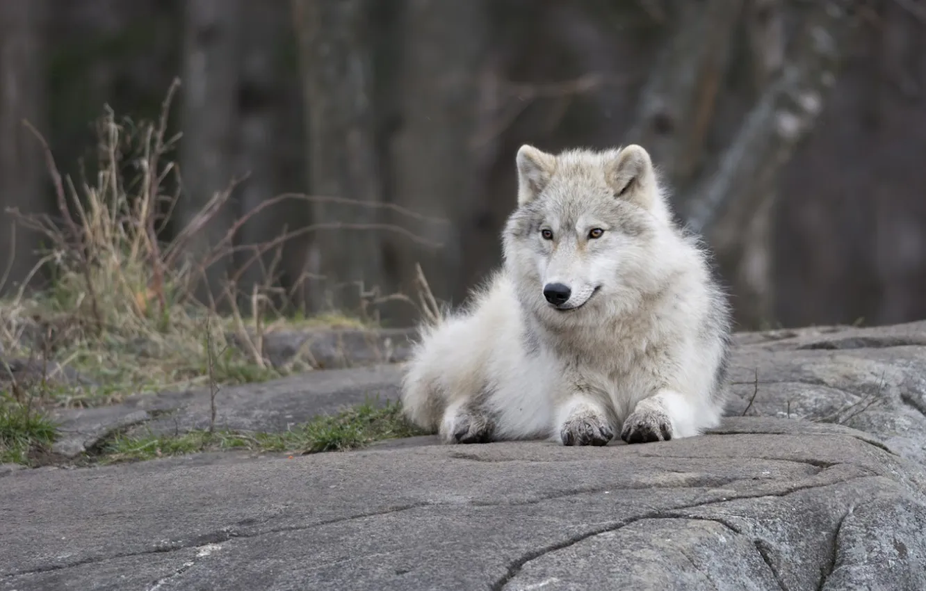 Фото обои nature, snow, predator, face, animal, wolf, wildlife, portrait
