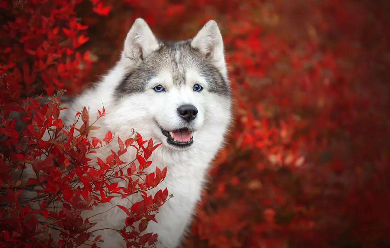Фото обои осень, взгляд, морда, ветки, собака, боке, Хаски, Светлана Писарева