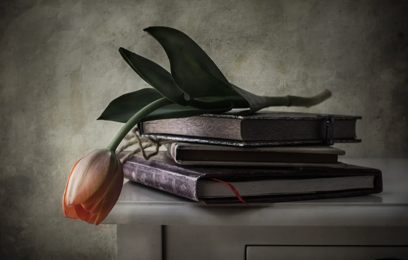 Фото обои цветок, стиль, книги, тюльпан