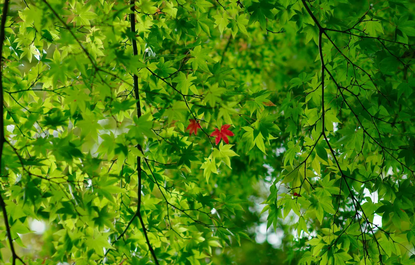 Фото обои зелень, ветки, красные листья, зелёные листья