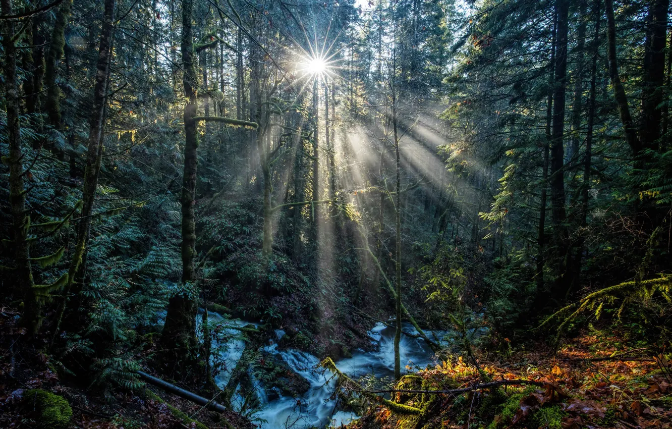 Фото обои лес, листья, солнце, лучи, деревья, ручей, мох, Канада