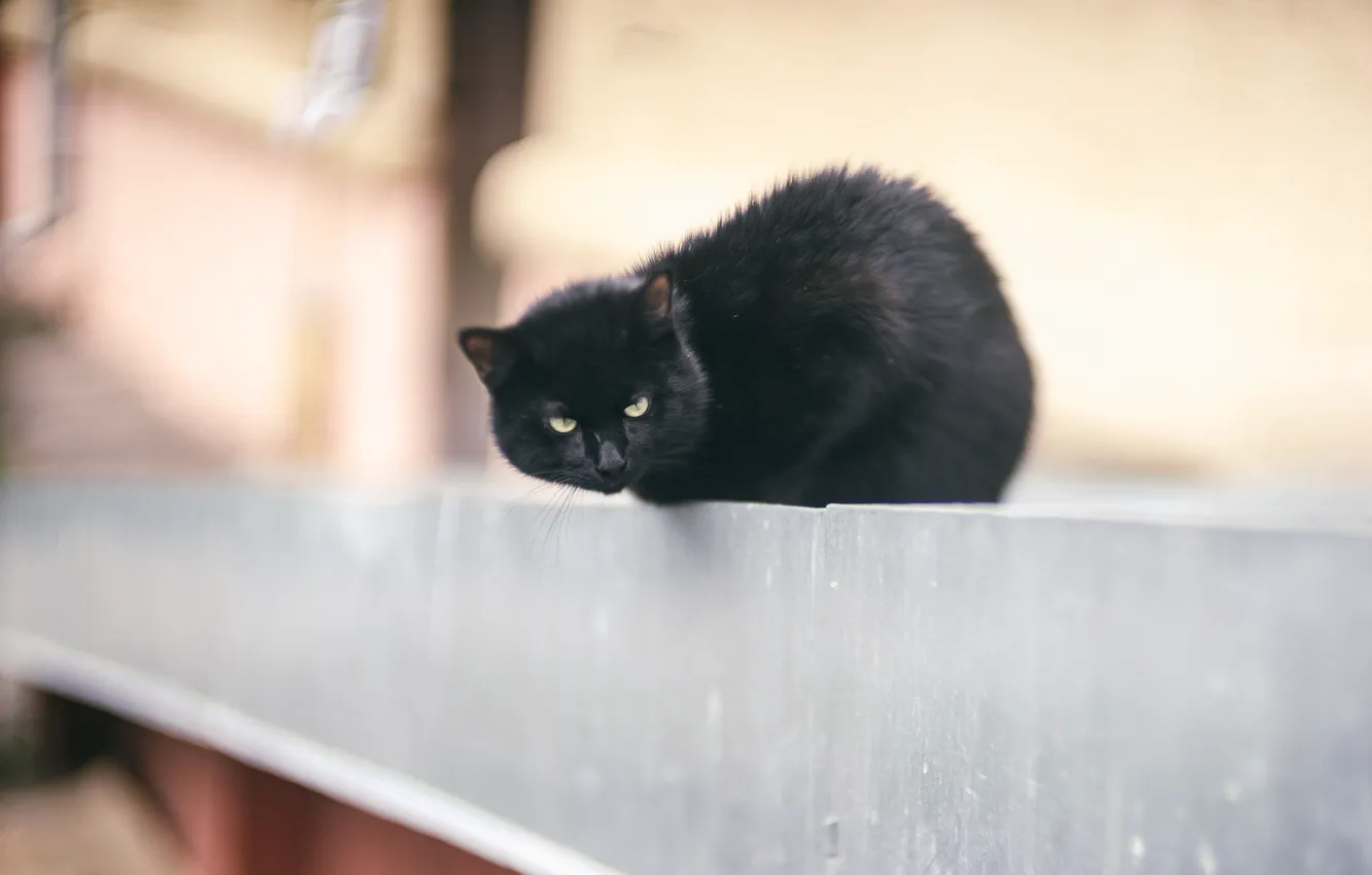 Фото обои кошка, кот, черный, забор