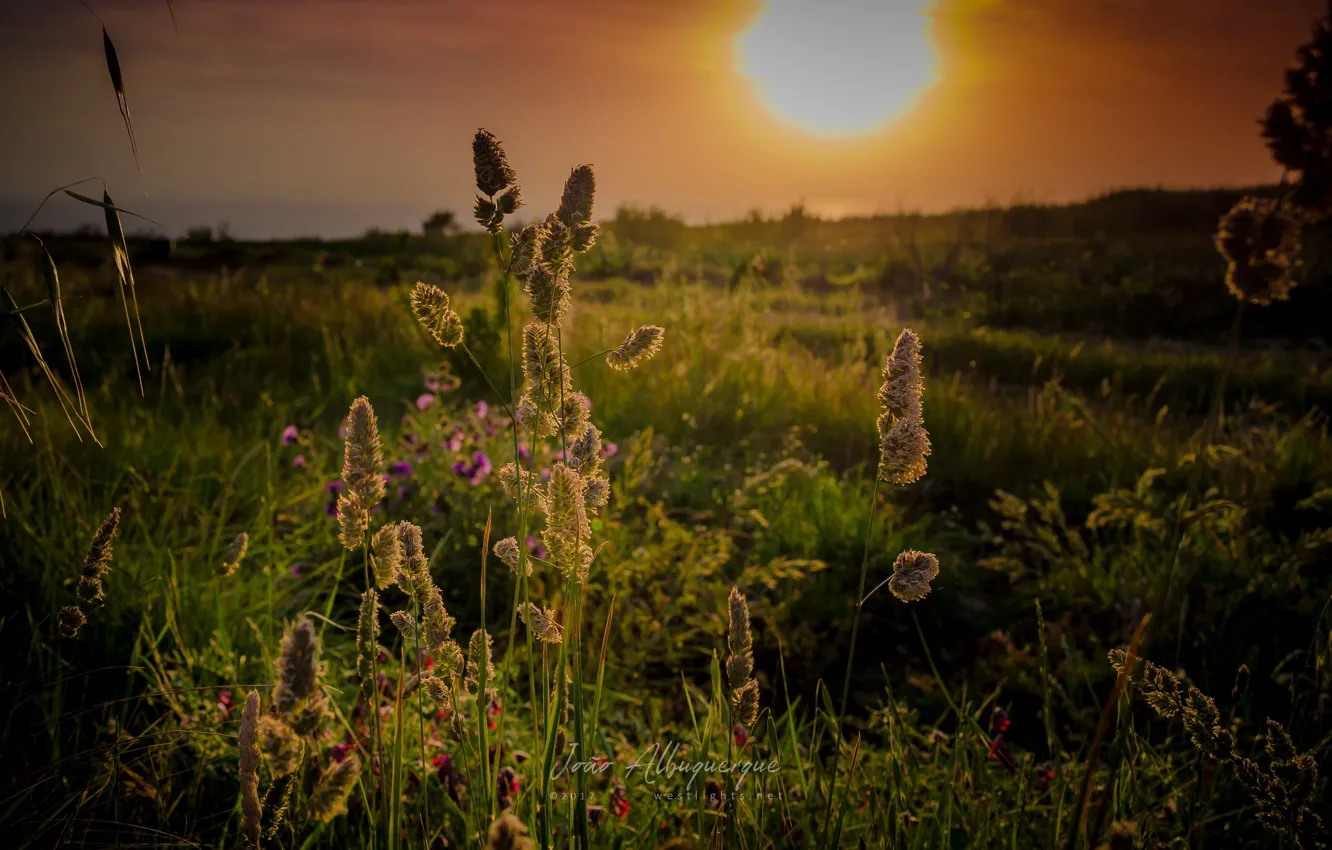 Фото обои трава, солнце, природа, красота