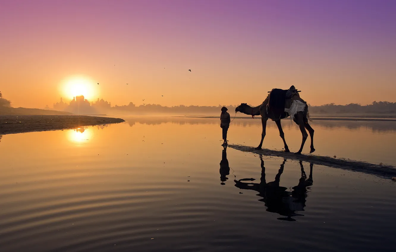 Фото обои пейзаж, закат, река, верблюд