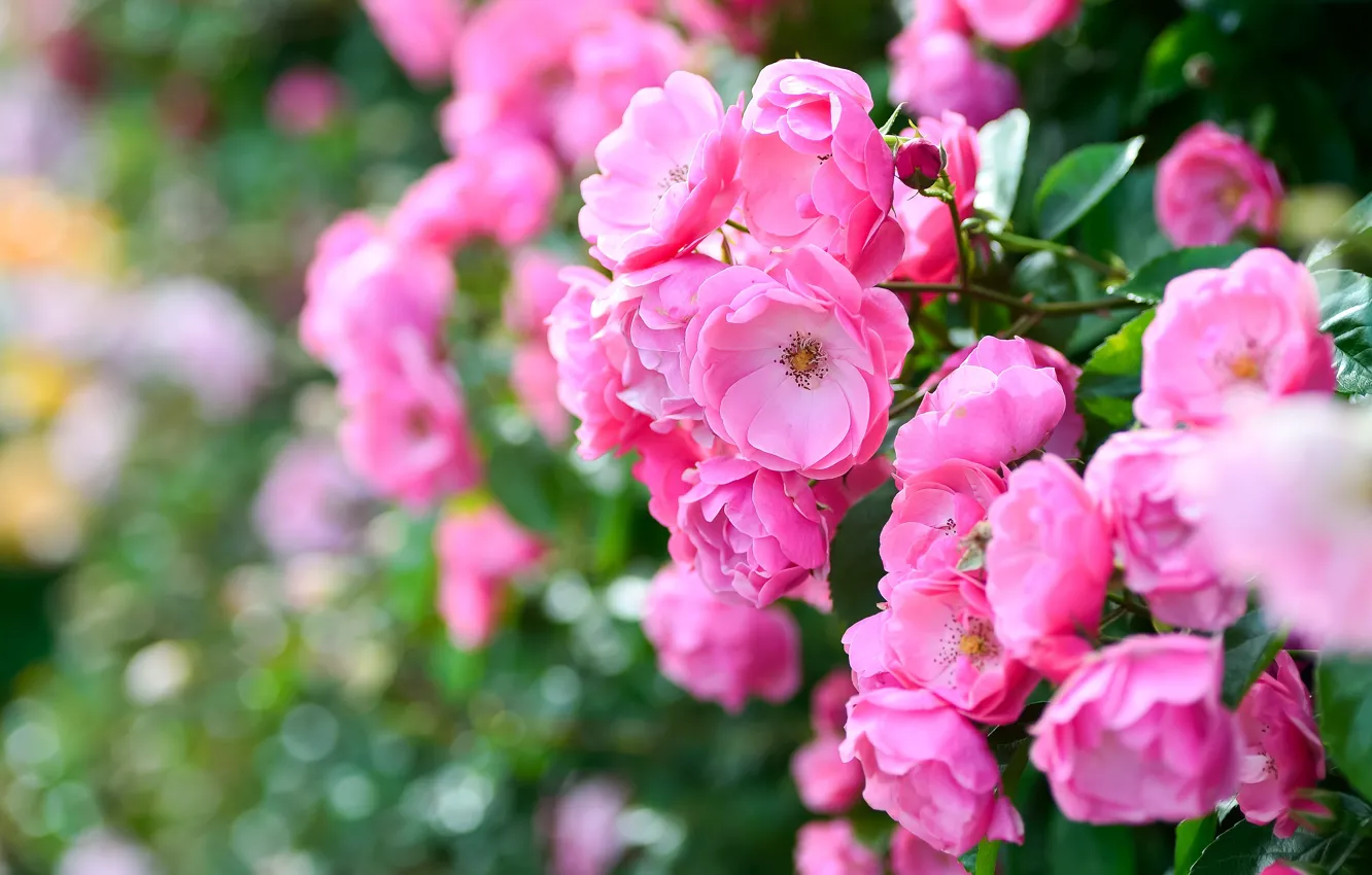 Фото обои цветы, розы, сад, розовые, розочки, розовый куст