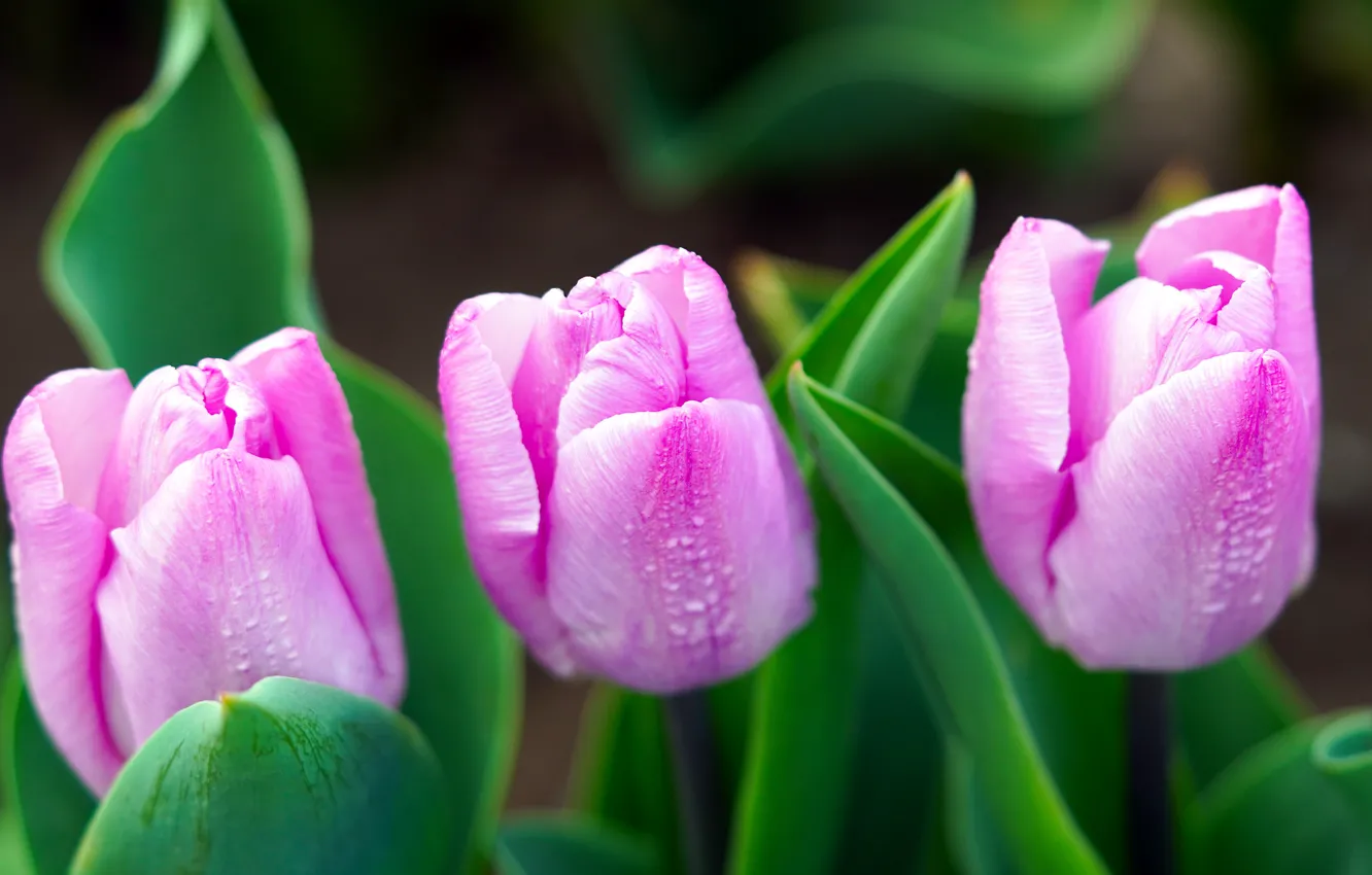 Фото обои макро, цветы, весна, тюльпаны, розовые, трио, бутоны