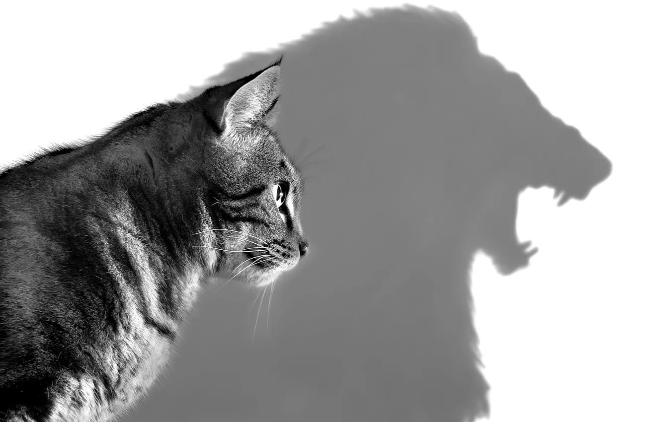 Фото обои cat, feline, leon shadow
