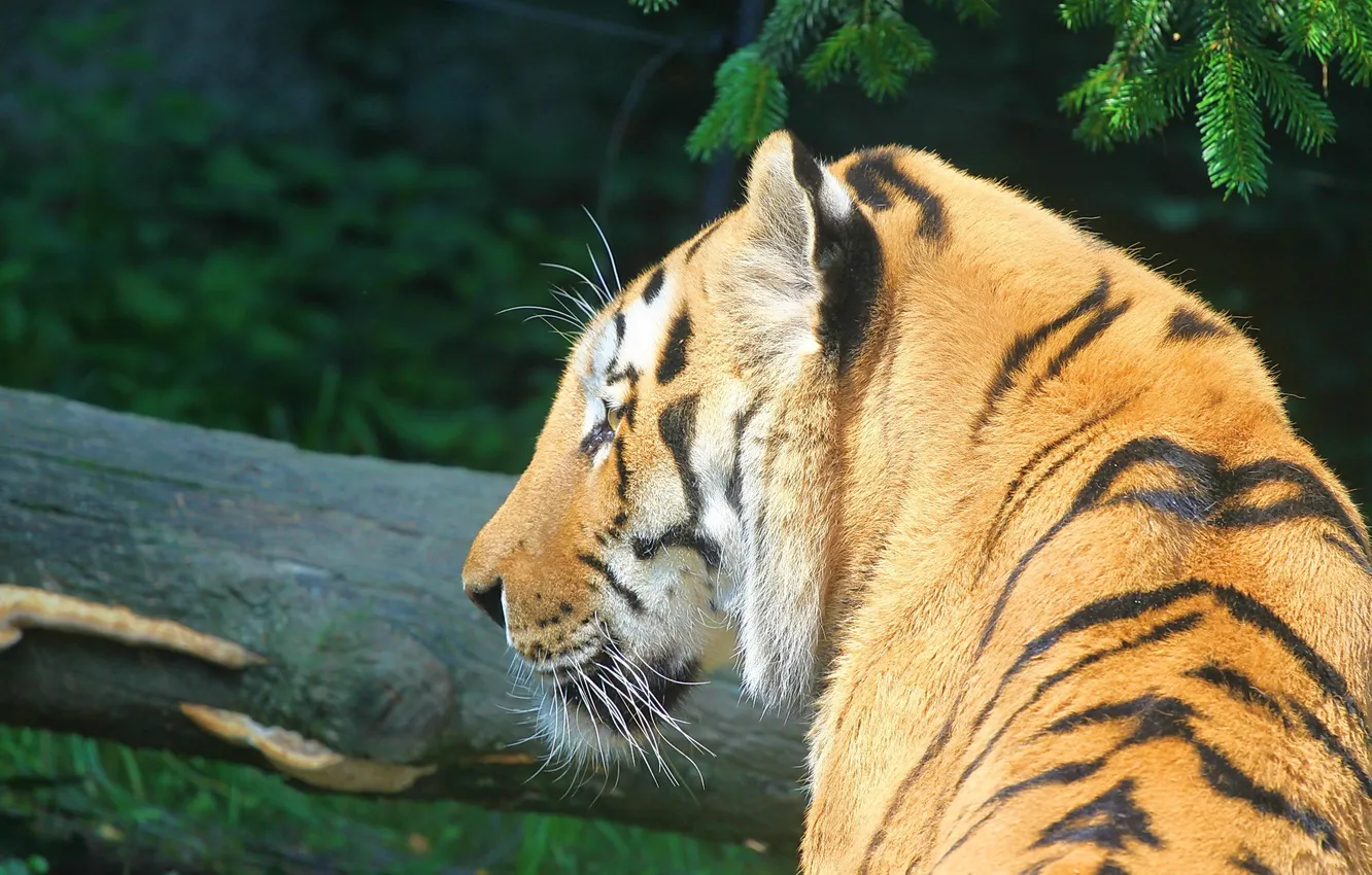 Фото обои полоски, тигр, хищник, профиль