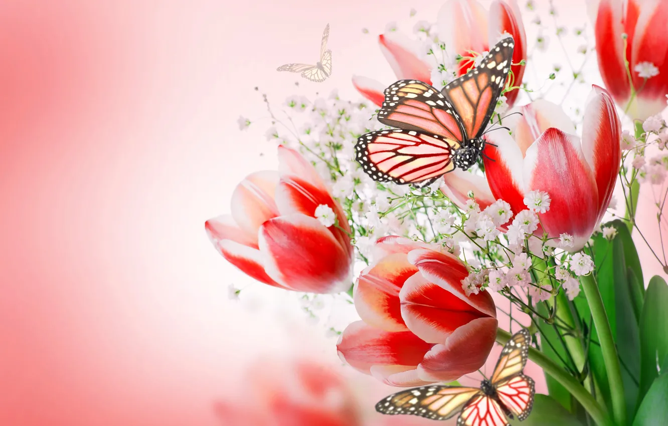 Фото обои бабочки, цветы, букет, flowers, tulips, bouquet, butterflies, flowers and butterflies