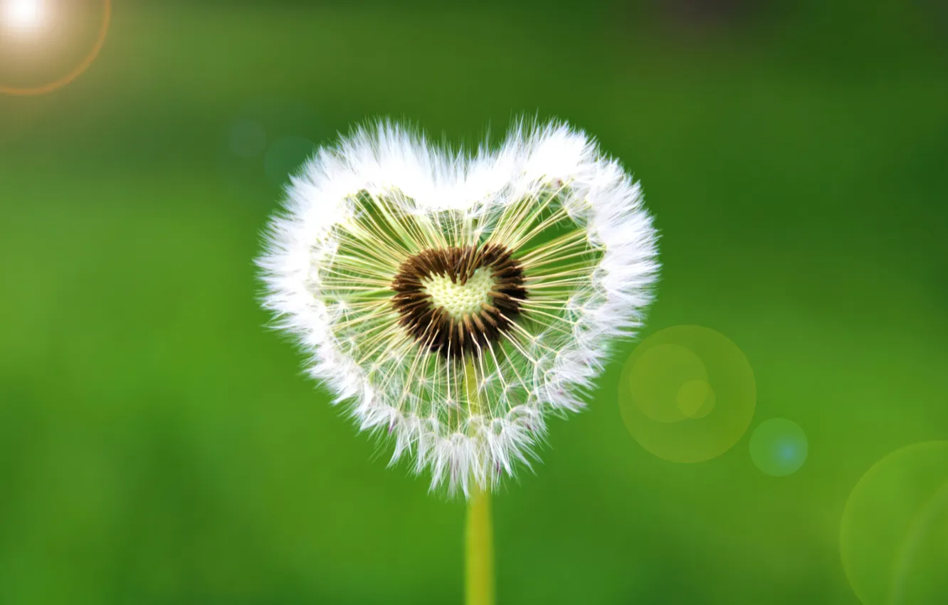 Фото обои Love, Flowers, Heart, Spring flowers, Dandelion flower, Heart shape, Sunflare, Green background
