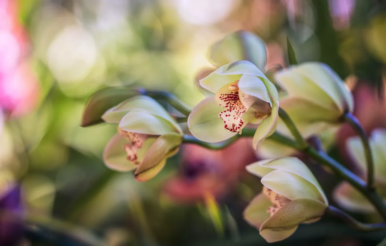 Фото обои макро, ветка, орхидея, боке