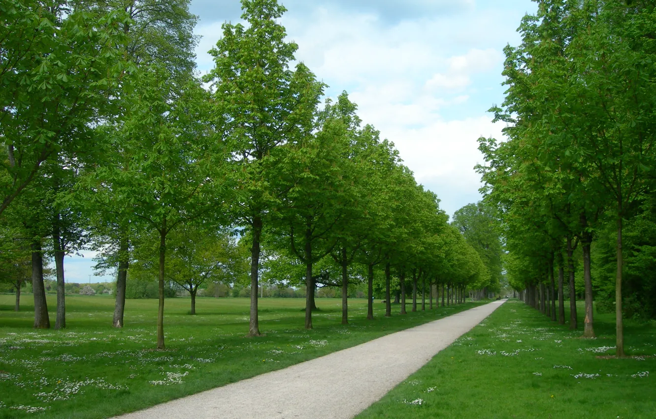 Фото обои зелень, деревья, парк, дорожка, trees, Park