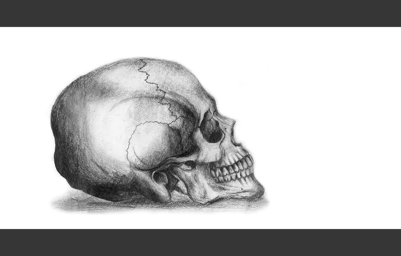 Фото обои skull, white, art, death, pencil, drawing