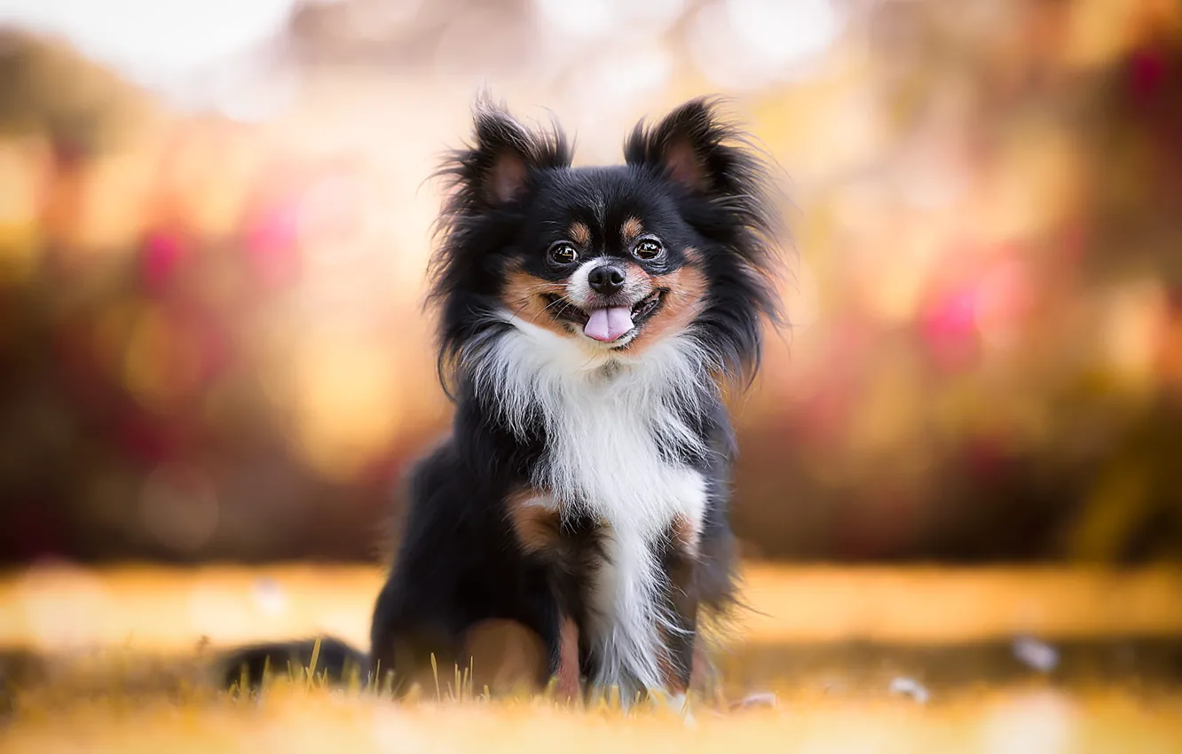 Фото обои осень, язык, трава, оранжевый, фон, собака, щенок, собачка