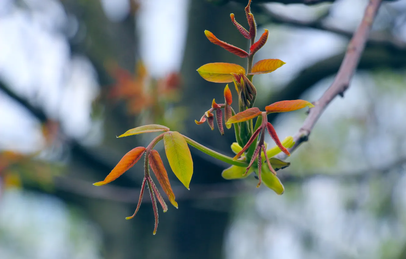 Фото обои spring, leaf, twig
