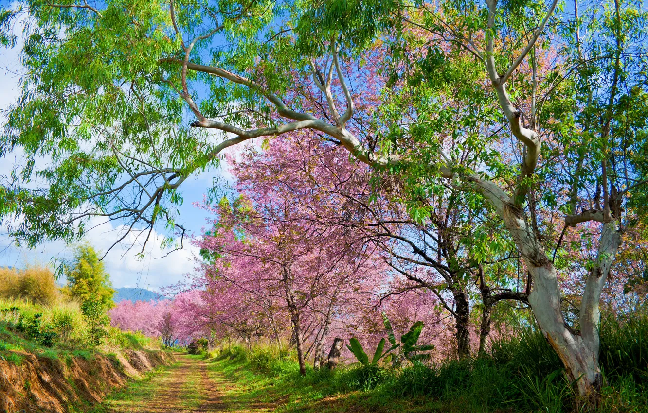 Фото обои деревья, ветки, парк, весна, сакура, цветение, nature, pink