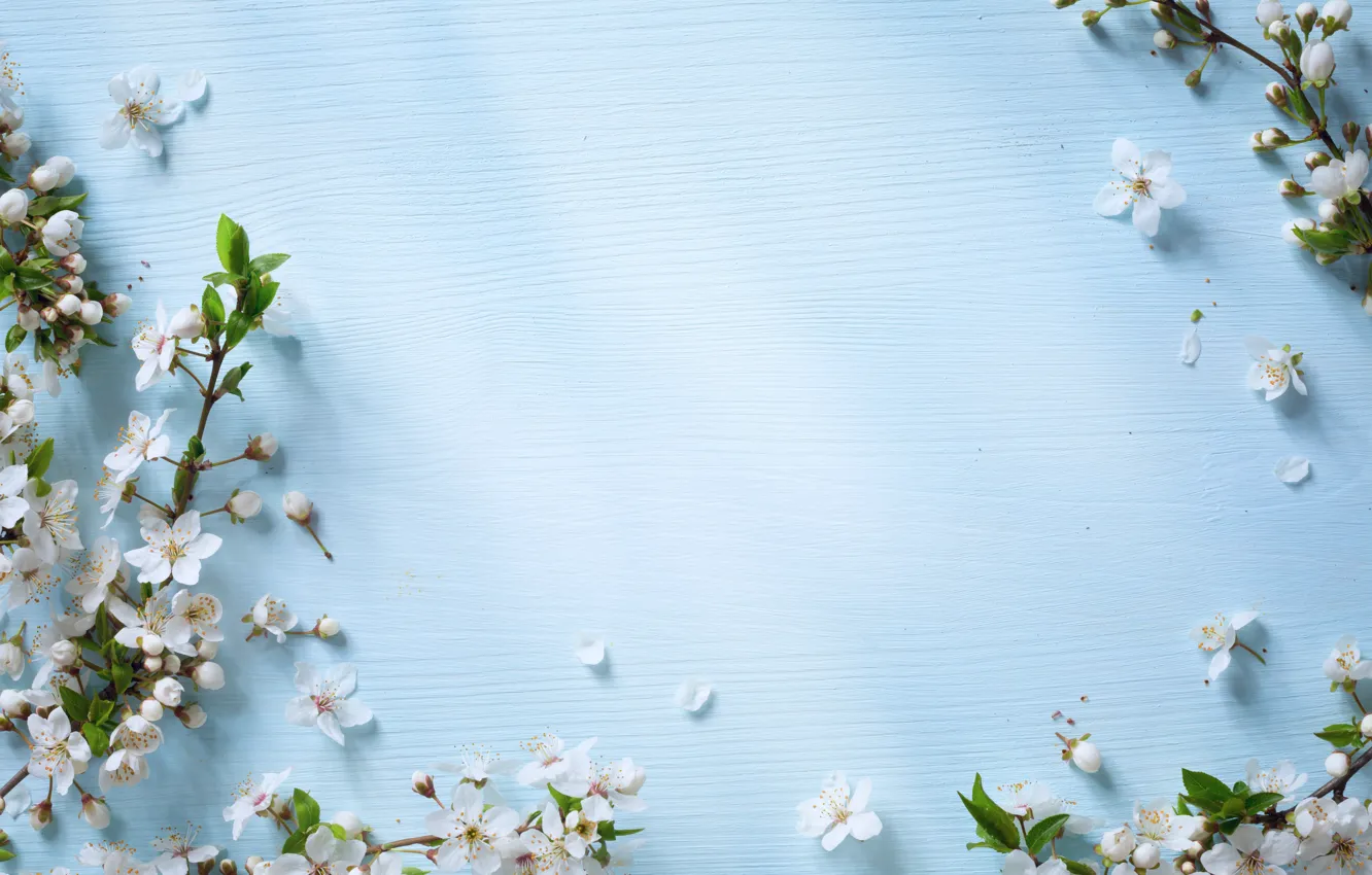 Фото обои цветы, весна, яблоня, wood, blue, blossom, flowers, spring