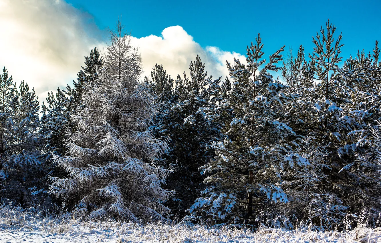 Фото обои зима, лес, небо, облака, снег, деревья, солнечно