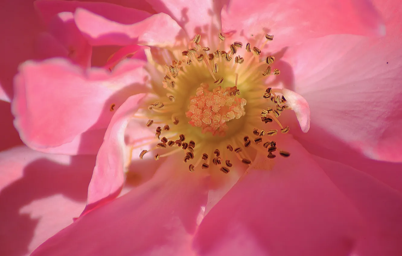 Фото обои цветок, розовый, flower, pink, macro, pollen