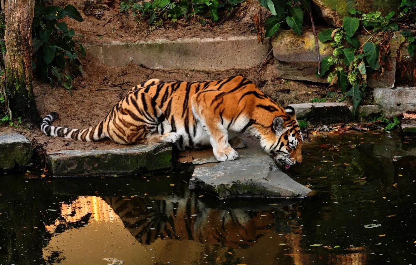 Фото обои кошка, вода, деревья, тигр, камни, зоопарк