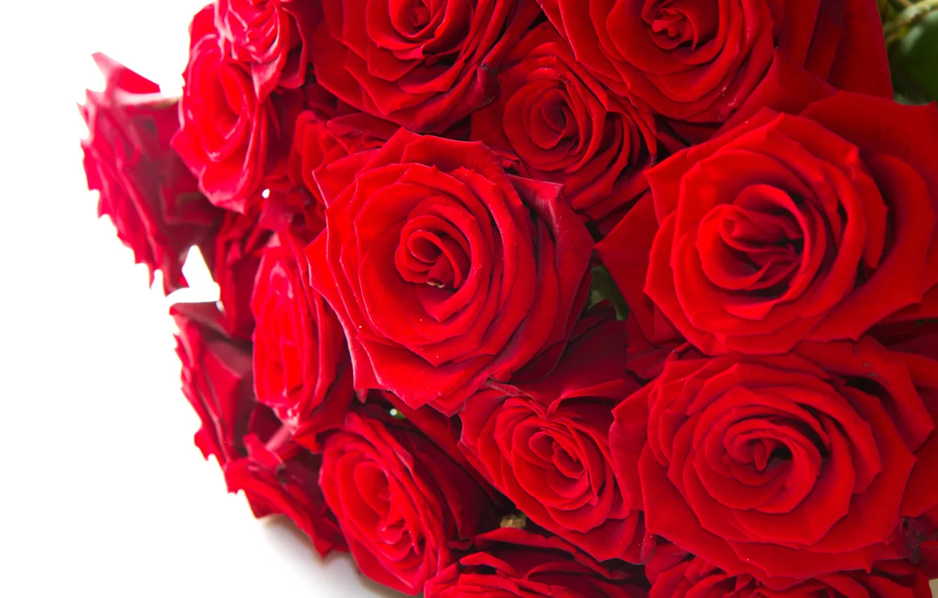 Фото обои цветы, розы, красные розы