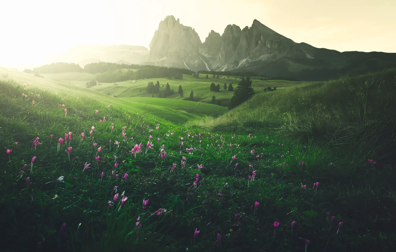 Фото обои зелень, поле, лес, трава, цветы, горы, туман, весна
