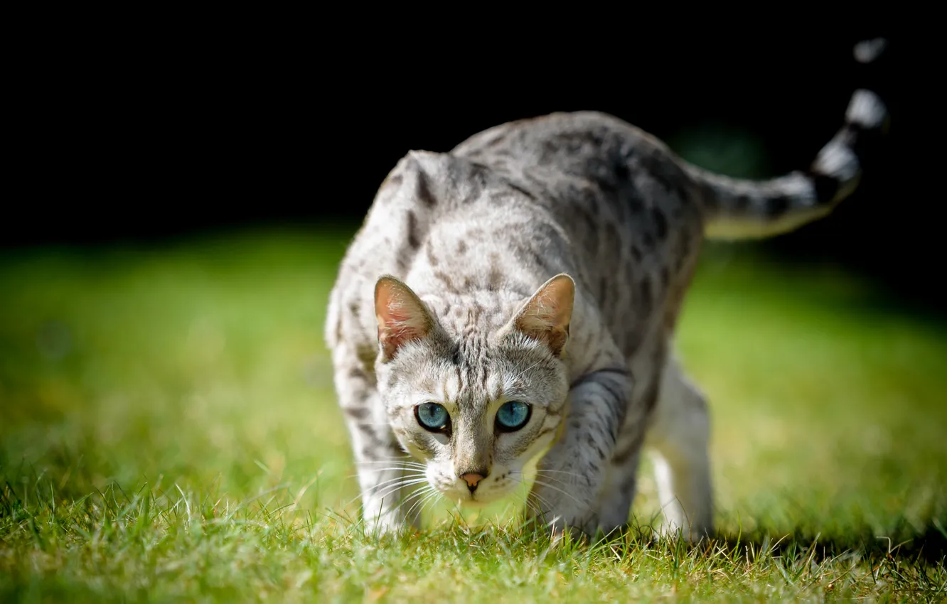 Фото обои кошка, трава, кот, взгляд, голубые глаза, боке