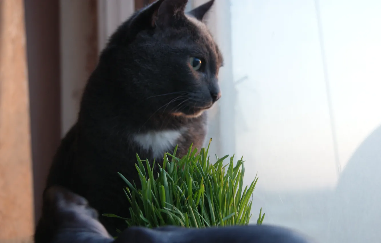 Фото обои кот, закат, безмятежность, русская голубая
