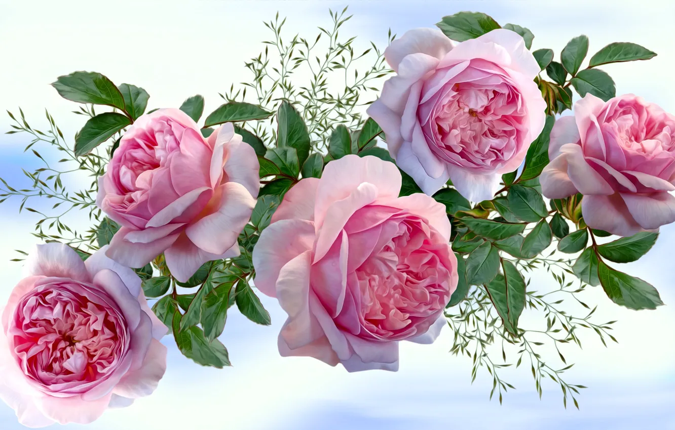 Фото обои Grafika, Kwiaty, Roże