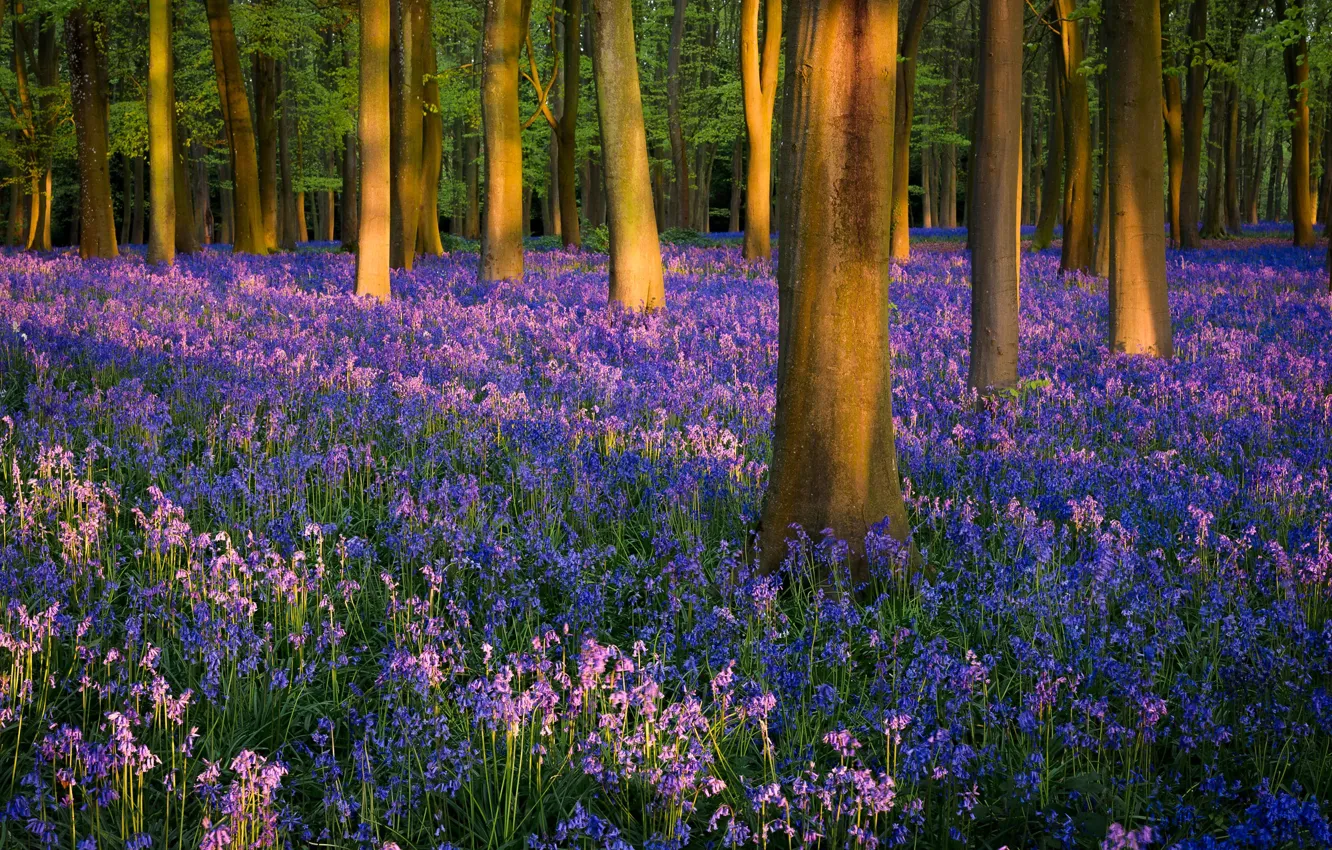 Фото обои лес, свет, деревья, цветы, стволы, поляна, весна, тени