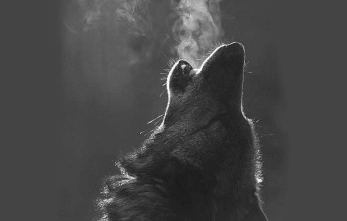 Фото обои nature, predator, animal, wolf, wildlife, portrait., Canis lupus. face • wolf • portrait • predator