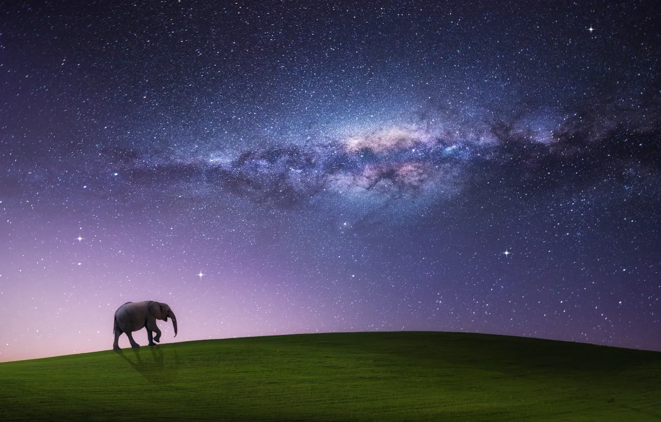 Фото обои поле, небо, звезды, ночь, сон, млечный путь, шагающий слон