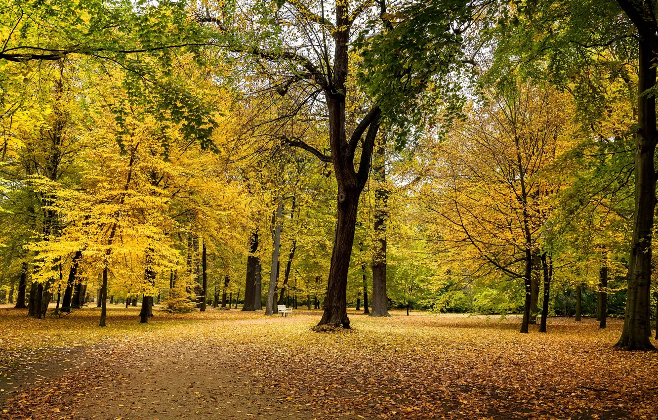 Фото обои осень, деревья, парк, листва