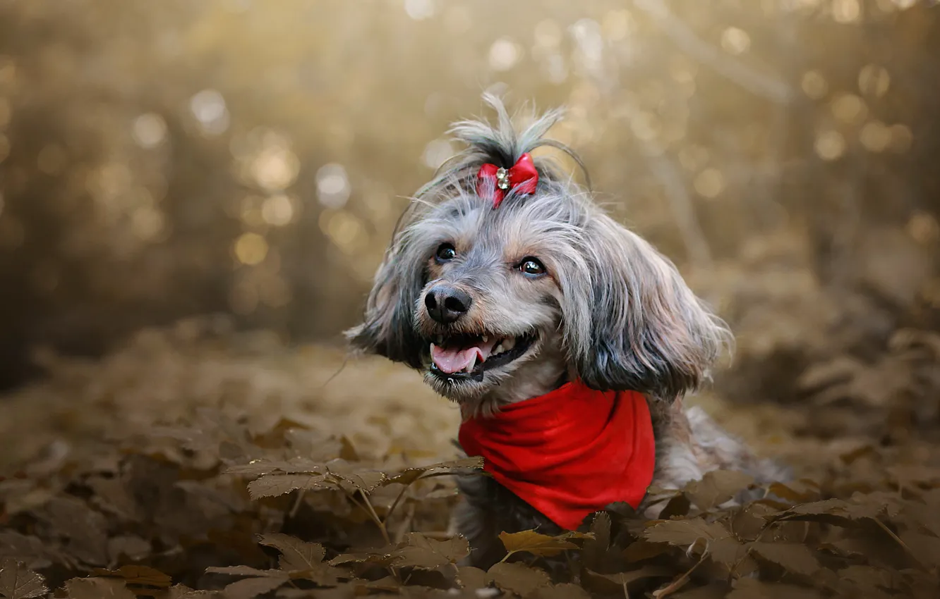 Фото обои язык, взгляд, листья, красный, парк, портрет, собака, прическа